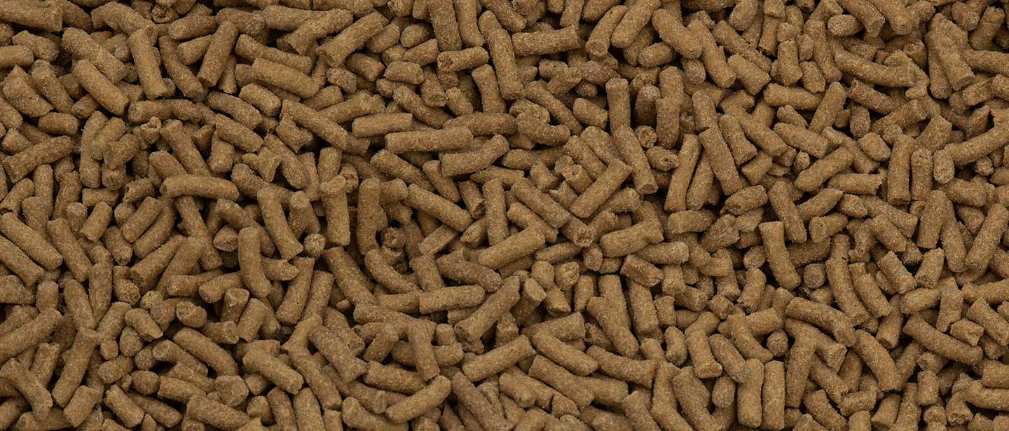 rice bran in horse feed