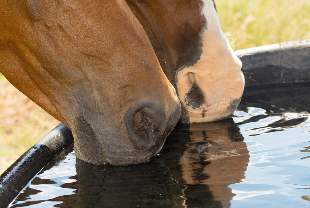 Adding Electrolytes to Your Horse's Diet