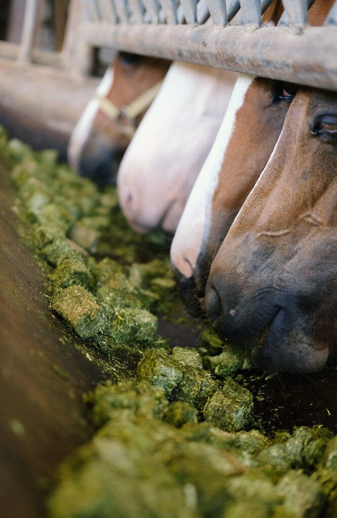 Horses eating alfalfa cubes