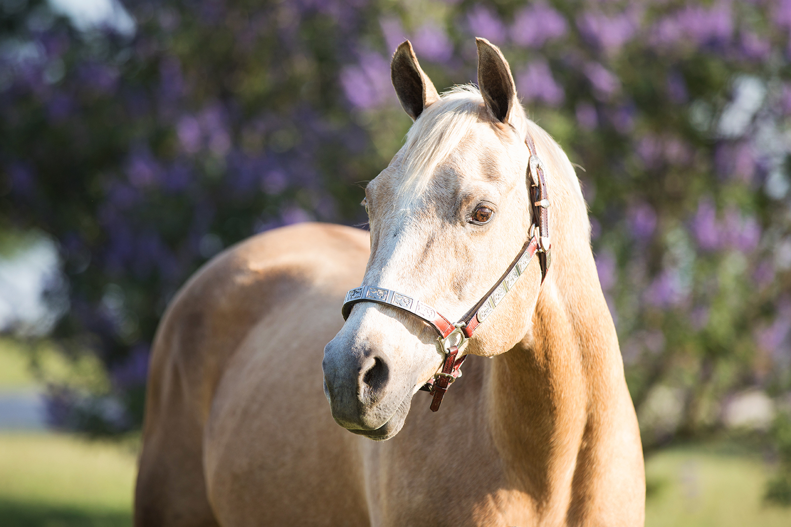 discover-the-best-senior-horse-feed-for-optimal-nutrition-seminole-feed