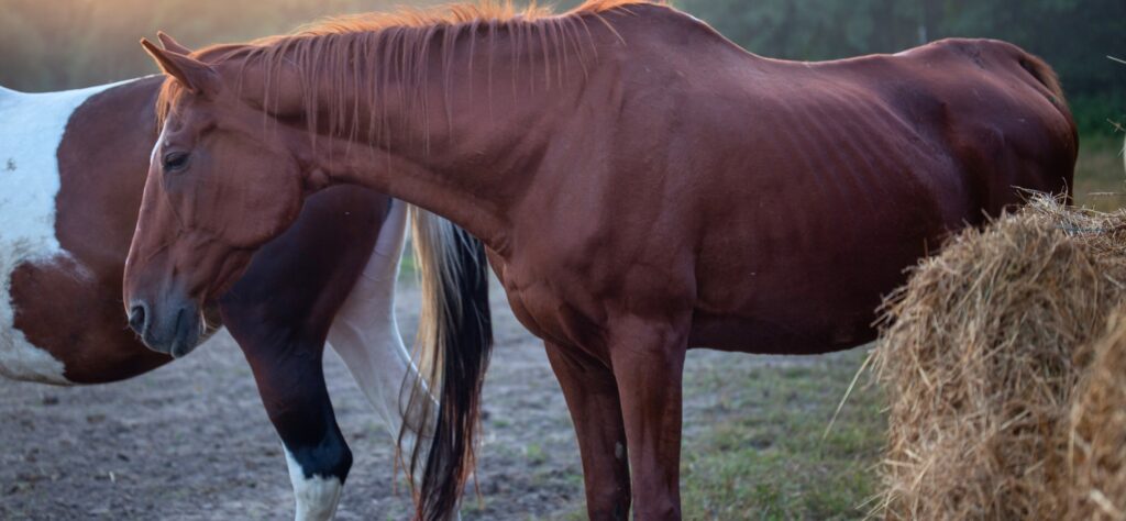Skinny sick horse. Horse care and nutrition