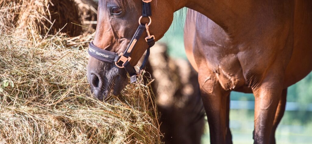 Horse eating hay after being tested