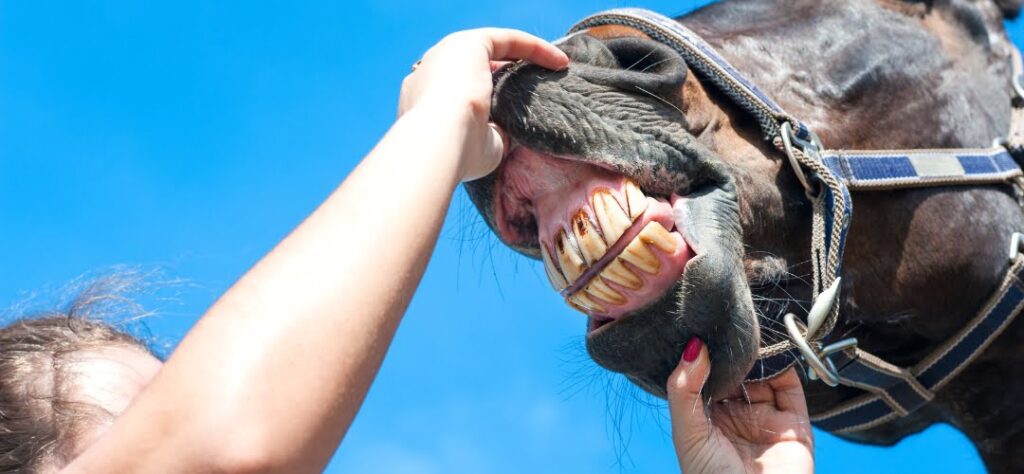 Owner checking her horses teeth