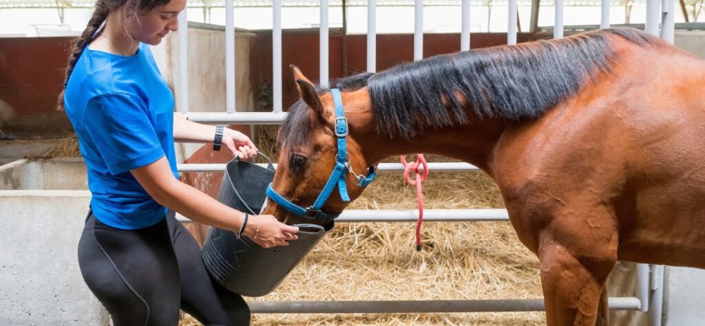 girl feeding a horse out of a bucket