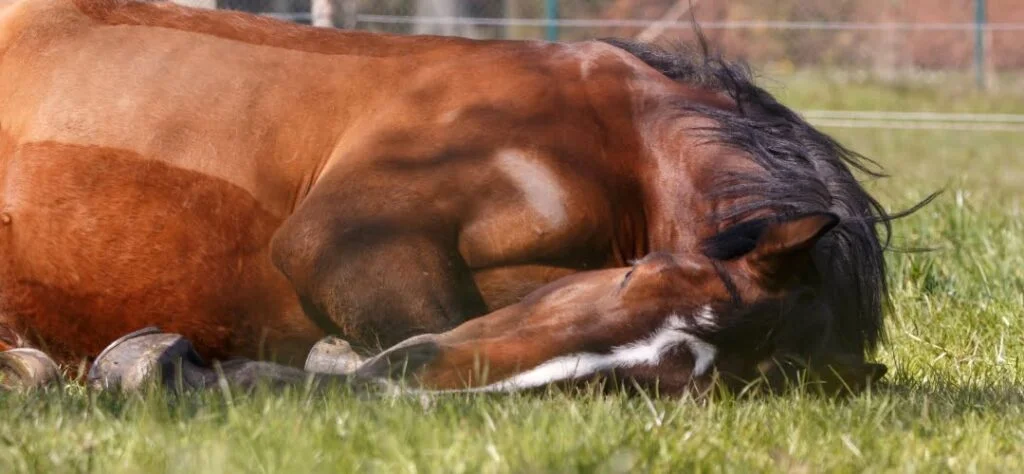 Horse in a field colicking