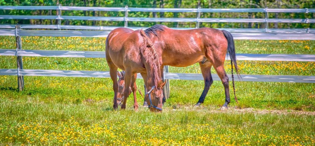 Two young horses grazing outside