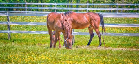 Two young horses grazing outside