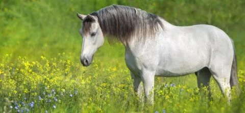 horse standing in a field of spring grass