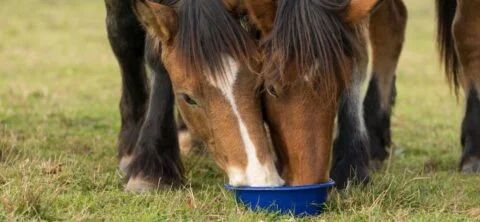 two horses eating out of the same bowl together