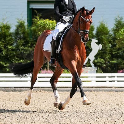 jumper on a horse