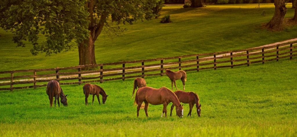 Horses grazing in a field