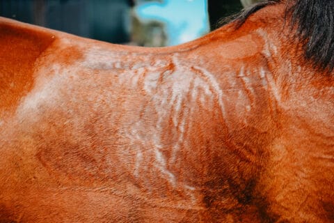 A horse sweating and tying up