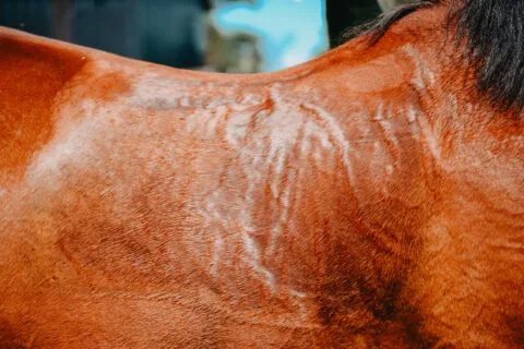 A horse sweating and tying up