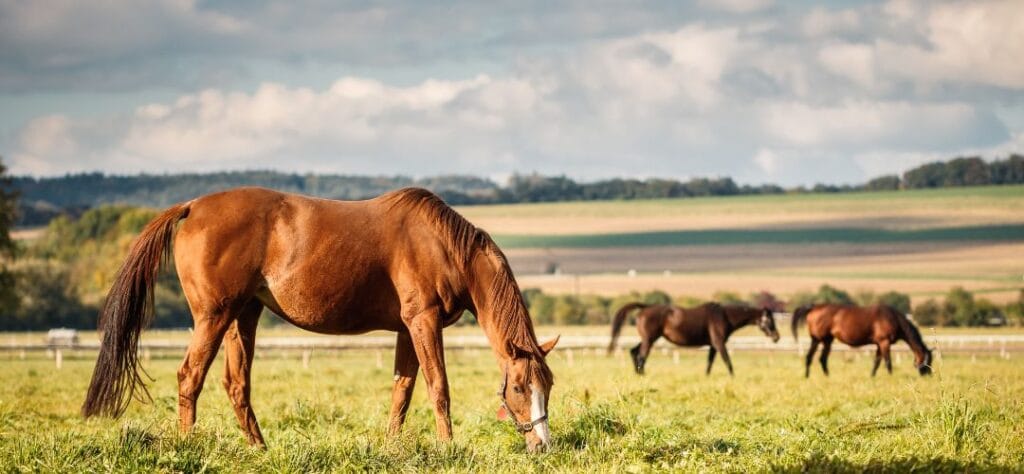 Horses grazing in a large field full of grass