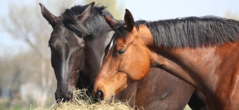 Two horses feeding on a bale of hay